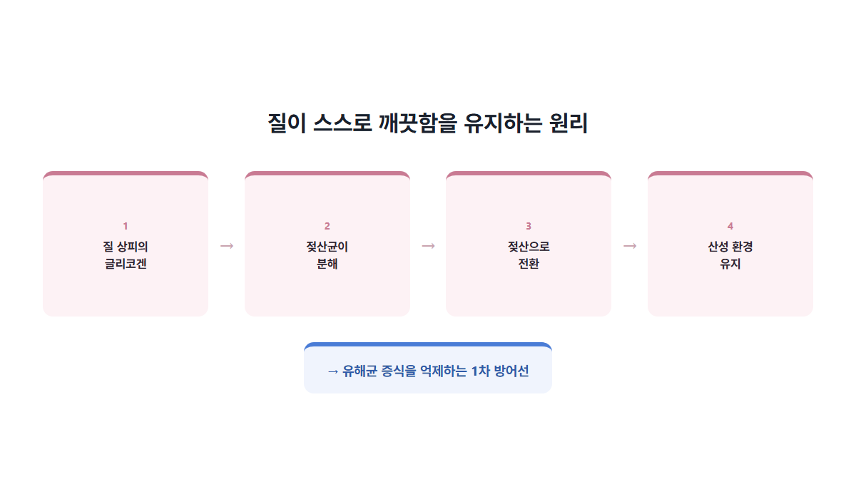 질이 스스로 깨끗함을 유지하는 원리: 글리코겐, 젖산균 분해, 젖산 전환, 산성 환경 유지